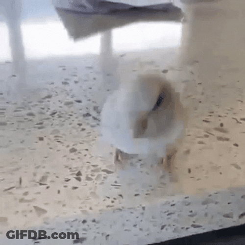 Dancing Bird Vibing Wiggle GIF