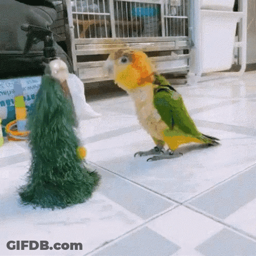 Dancing Bird White-Bellied Parrot Head Bang GIF