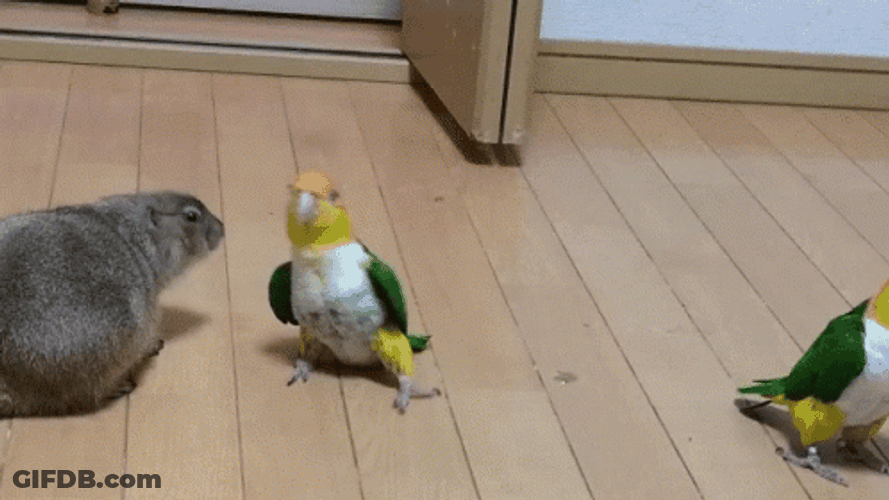 Dancing Bird White-Bellied Parrot Waseo GIF