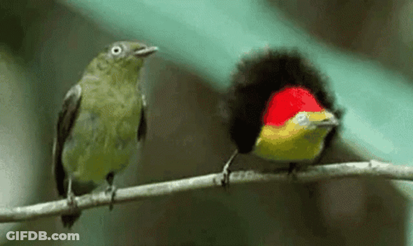 Dancing Bird Wire-Tailed Manakin GIF
