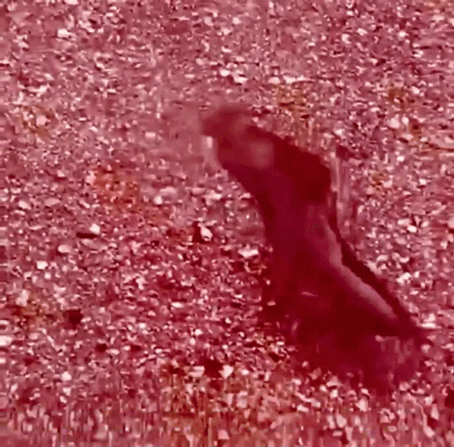 Dancing Black Catfish GIF