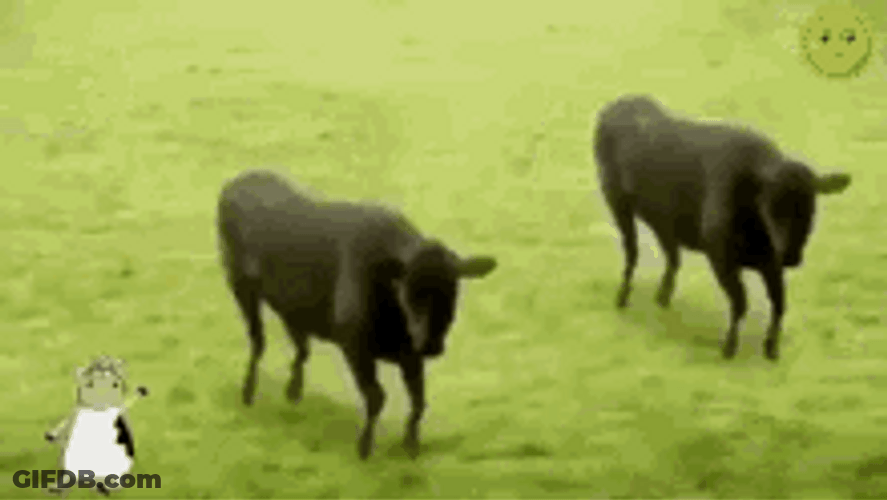 Dancing Black Cows Splitting And Multiplying GIF