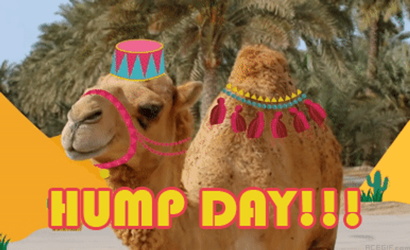 Dancing Camel Hump Day GIF