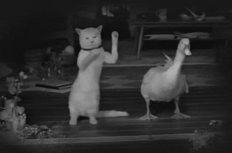 Dancing Cat And Duck GIF