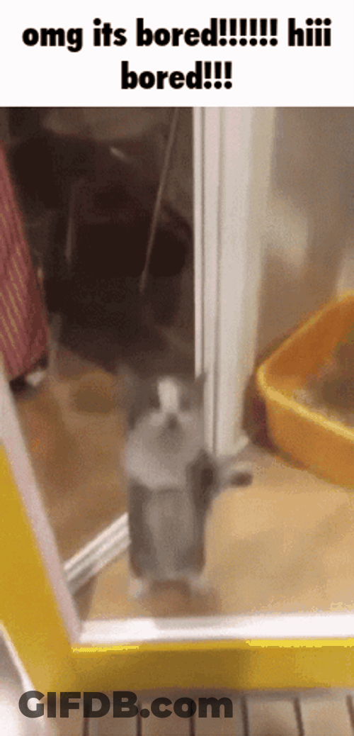 Dancing Cat Birthday Meme GIF