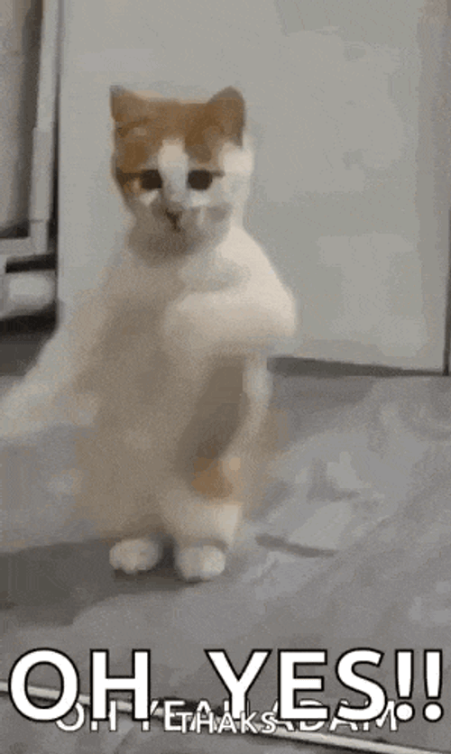 Dancing Cat Dance GIF