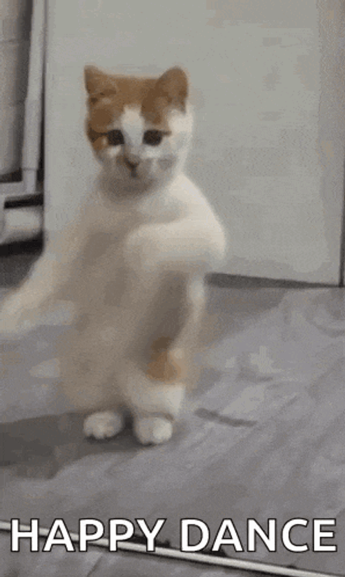 Dancing Cat Dance GIF