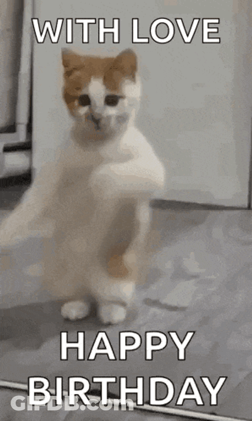 Dancing Cat Dance GIF