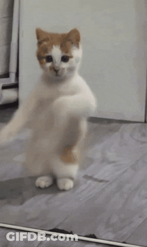 Dancing Cat Dance GIF