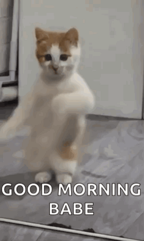 Dancing Cat Good Morning Babe Meme GIF