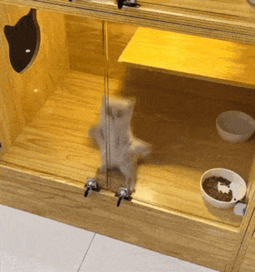 Dancing Cat Jump Cat GIF