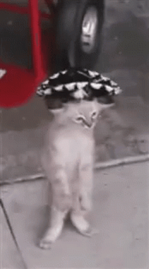 Dancing Cat Mexican Hat GIF