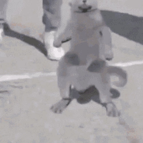 Dancing Cat On Street GIF
