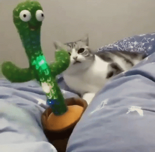 Dancing Cat Shaking Toy Cactus GIF