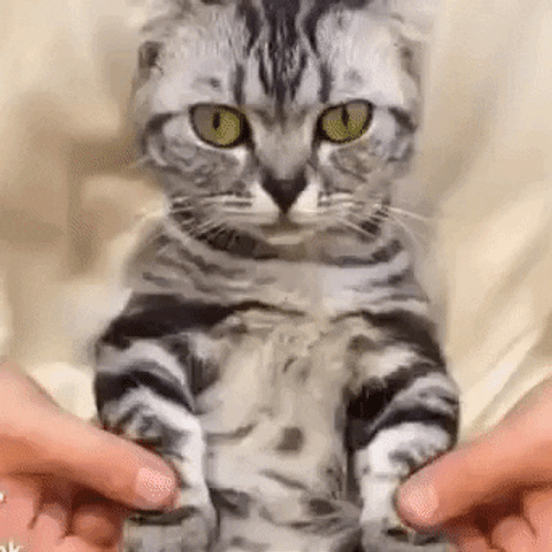 Dancing Cat Waving Moves GIF