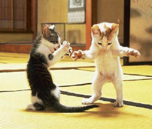 Dancing Cats Shaking GIF