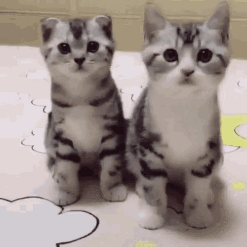 Dancing Cats Synchronized GIF
