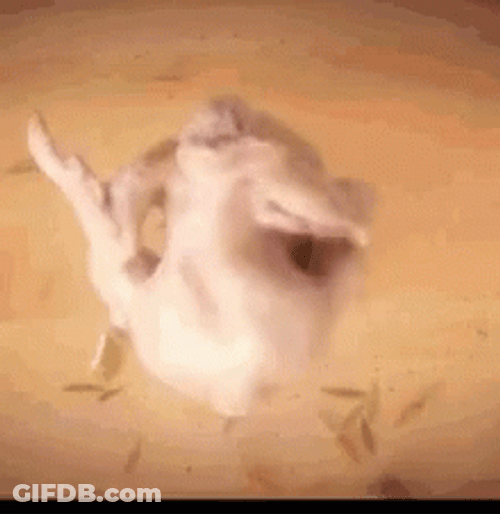Dancing Chicken Roosted GIF