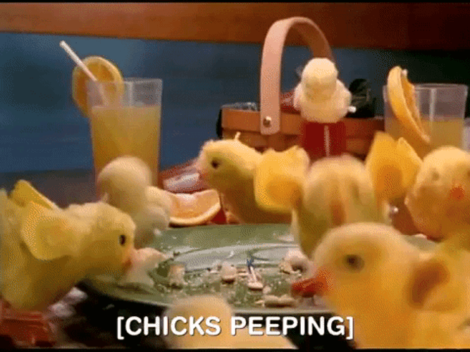 Dancing Chicks Peeps GIF