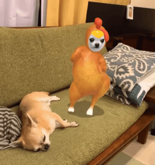 Dancing Chiwawa Chicken GIF