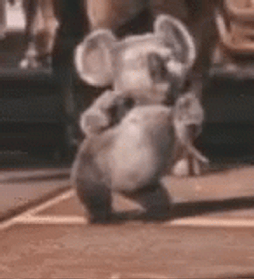 Dancing Chubby Koala GIF