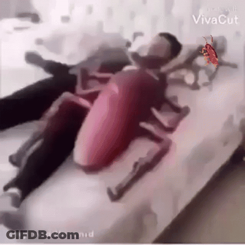 Dancing Cockroach GIF