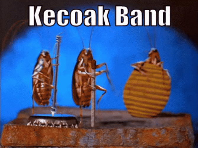 Dancing Cockroach Music Band GIF