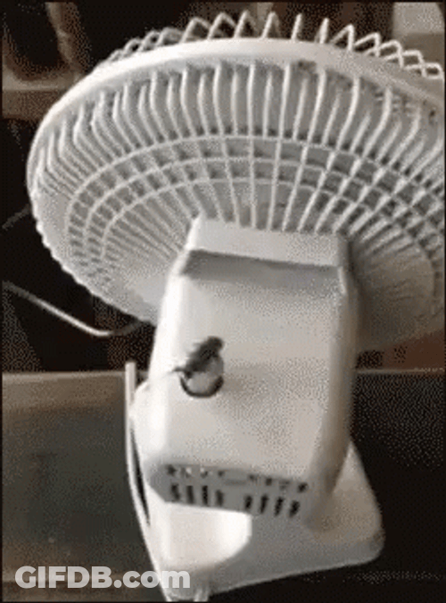 Dancing Cockroach On Fan GIF