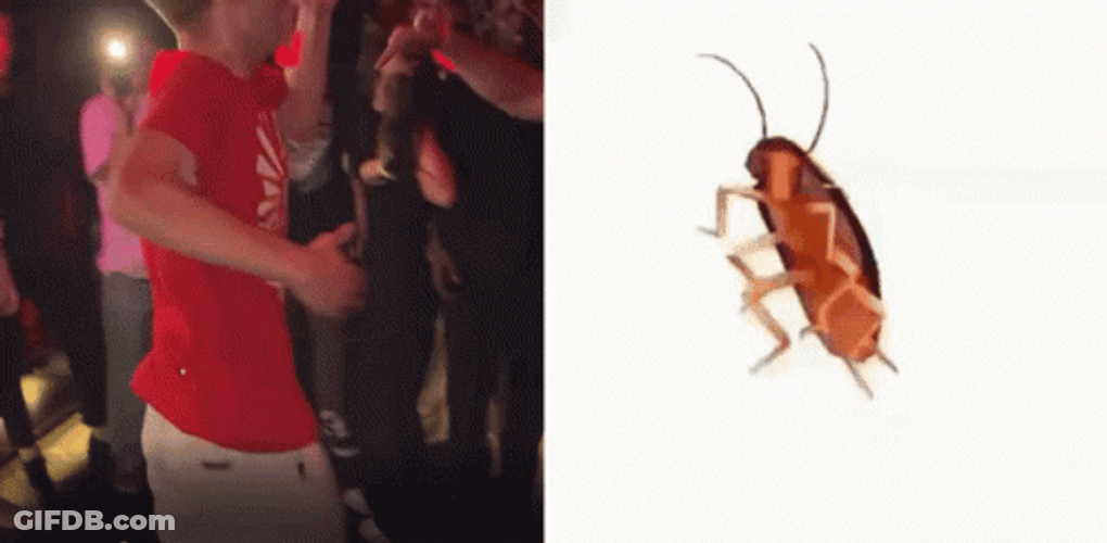 Dancing Cockroach Showdown GIF