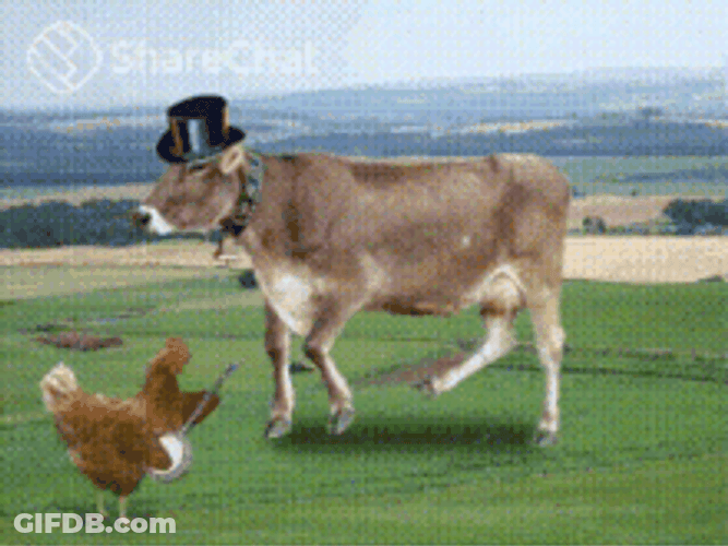 Dancing Cow And Chicken Playing Instrument GIF