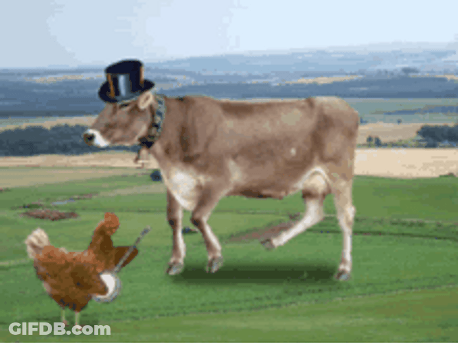Dancing Cow And Musician Chicken GIF