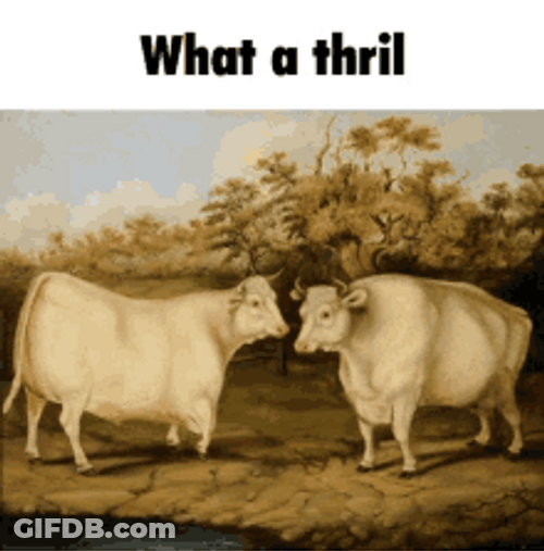Dancing Cows Having A Thrill GIF