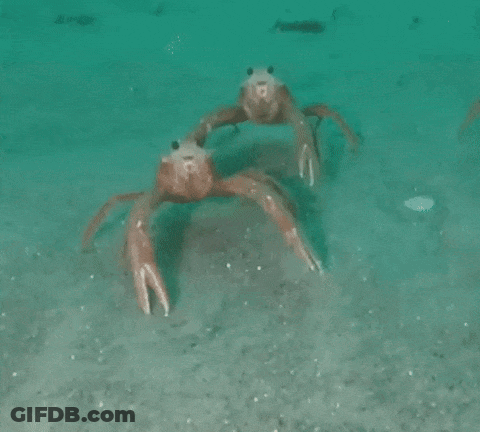 Dancing Crabs Water, One With O On Face GIF