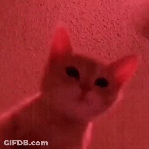 Dancing Cute Cat Party GIF
