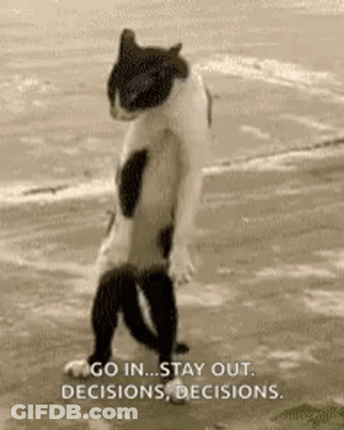 Dancing Decisions Cat GIF