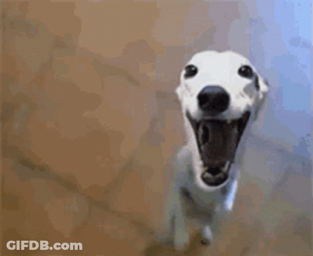 Dancing Dog Beg Smiling GIF