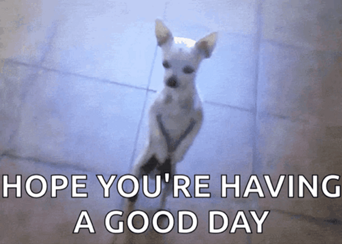 Dancing Dog Hope You're Having A Great Day GIF