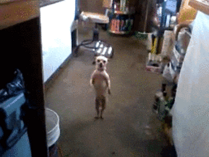 Dancing Dog Meme Little Dance GIF