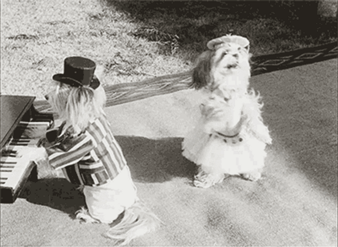 Dancing Dog Meme Piano Dancing GIF
