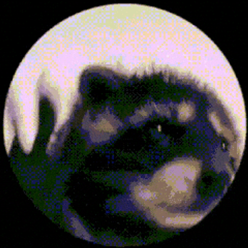 Dancing Dog Meme Racoon GIF