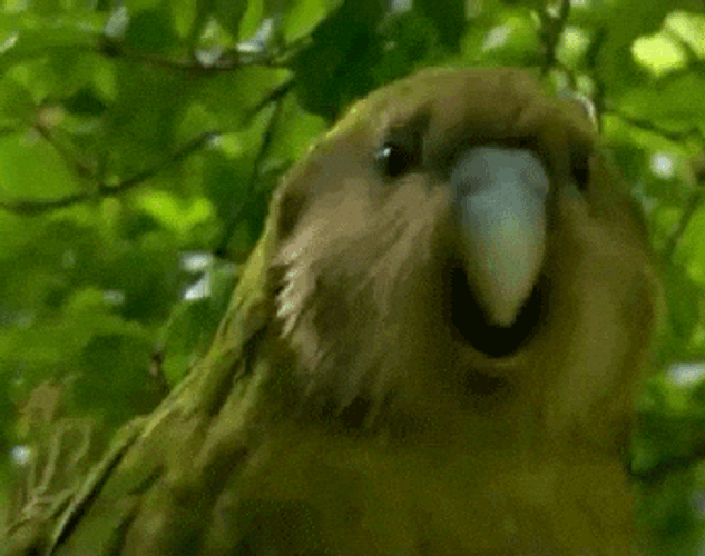 Dancing Dog Meme Vibing Bird GIF