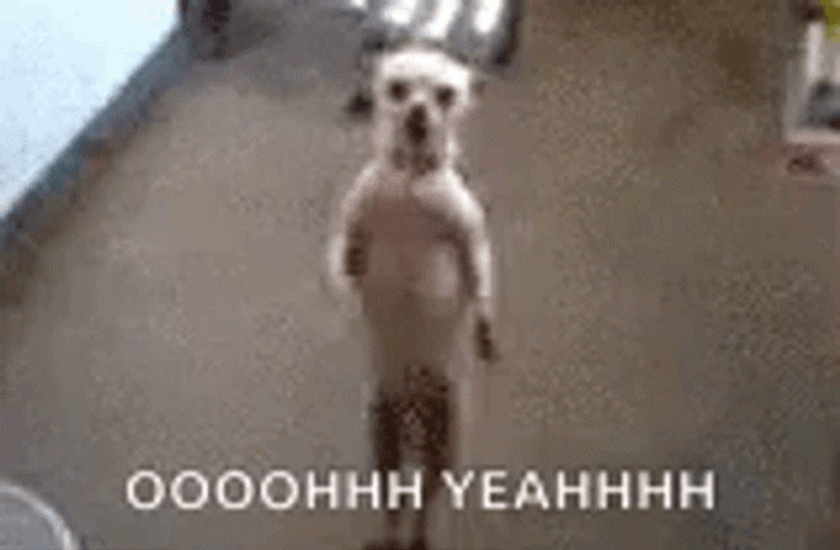 Dancing Dog Oh Yeah Vibe GIF