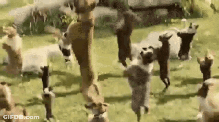 Dancing Dog Zumba Party GIF