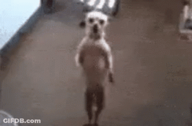 Dancing Doge Body Shake Step GIF