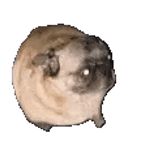 Dancing Doge Feeling The Moment GIF
