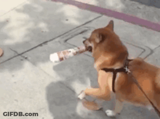 Dancing Doge On Street GIF