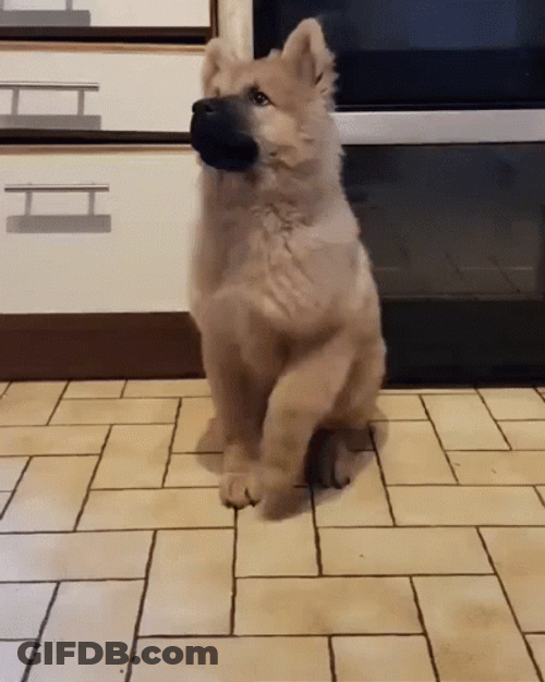 Dancing Doge Stamping Feet GIF