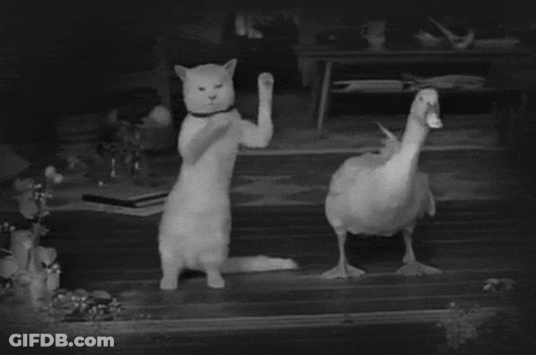 Dancing Duck Cat Swaying Black And White GIF