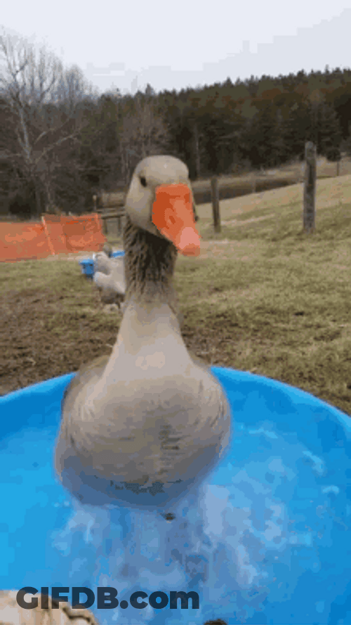 Dancing Duck Feet Taps Pool Water Splash GIF