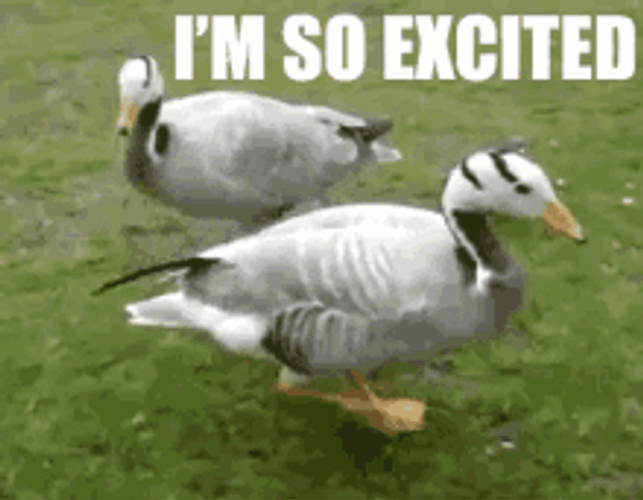 Dancing Duck Foot Taps I'm So Excited GIF